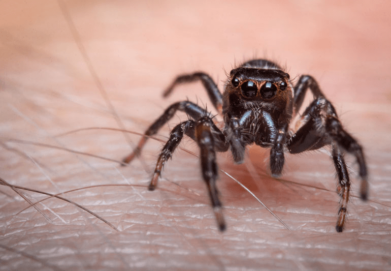 Professional spider control and spider kill treatment service in Gomati Nagar