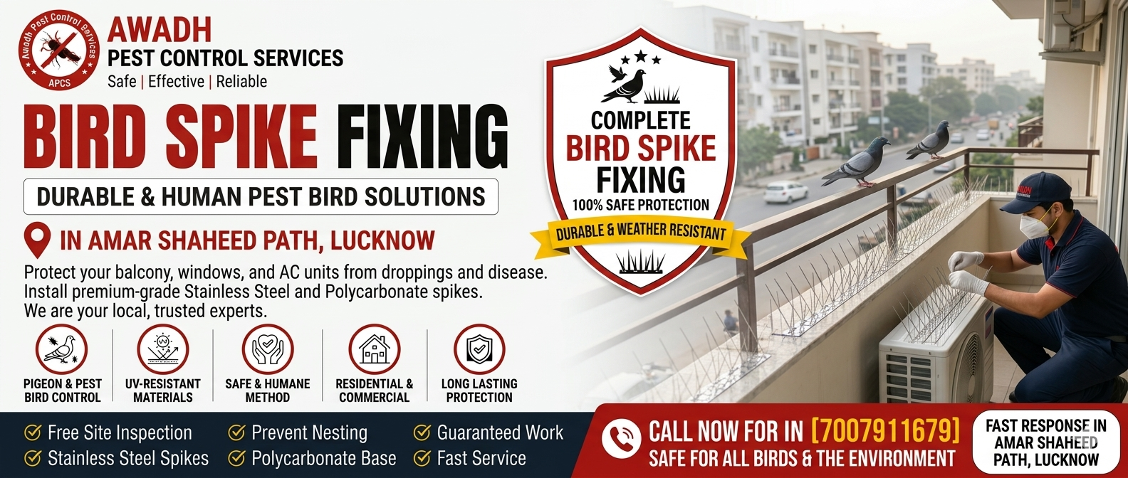 Professional pigeon spike installation service in Amar Shaheed Path Lucknow