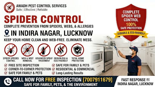 Professional spider removal treatment service in Indira Nagar Lucknow