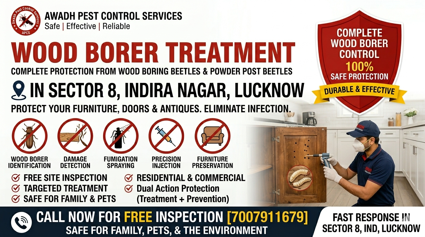 Professional anti wood borer treatment service in Sector 8 Indira Nagar Lucknow