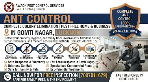 Professional Ant Control Service in Gomti Nagar Lucknow