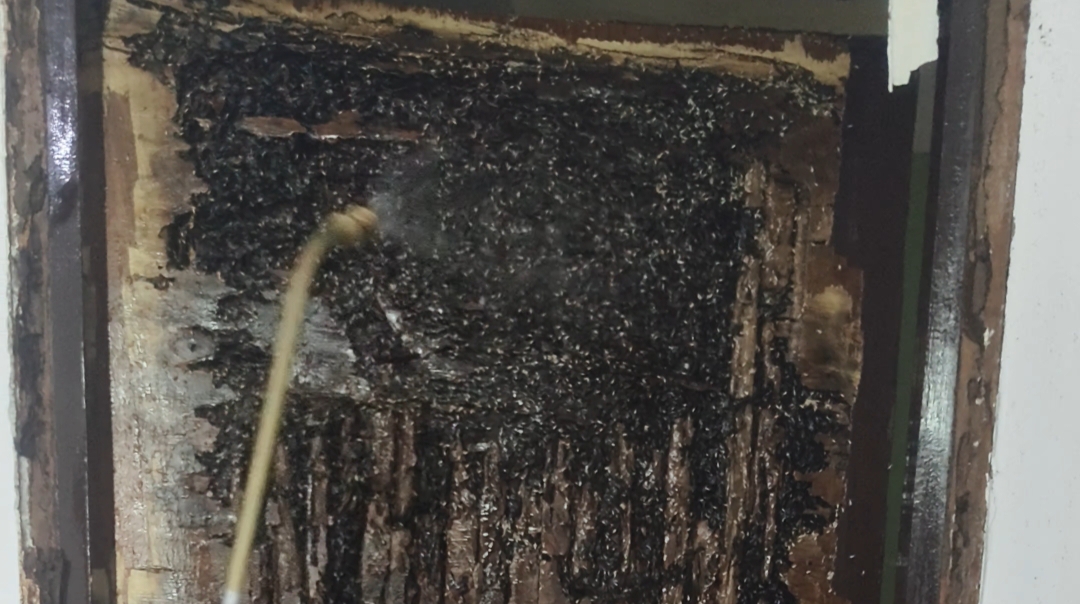 Anti Termite Treatment for Homes in Ashiyana Lucknow