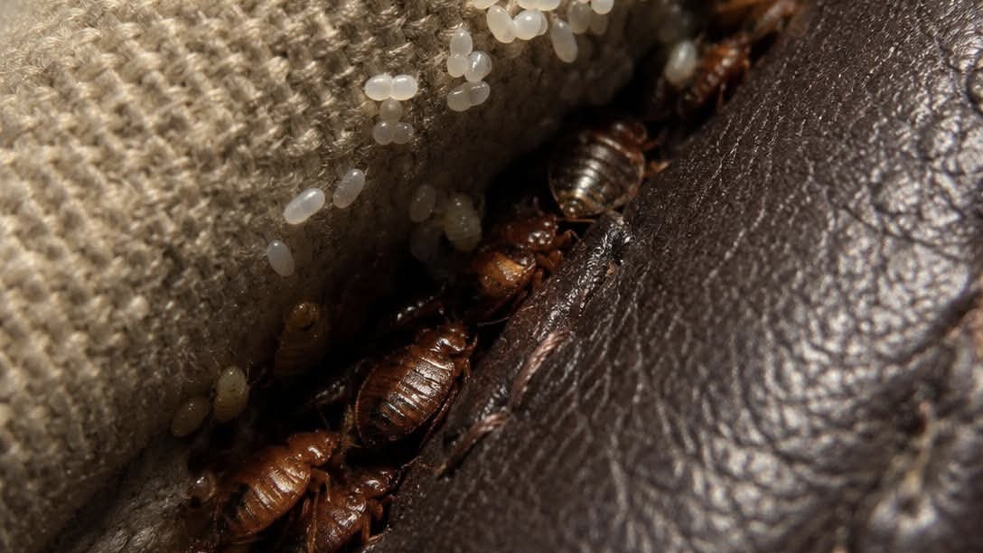 Technician spraying mattress for bed bug treatment in Kaiserbagh home